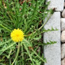 How Do I Stop Weeds From Infesting My Lawn